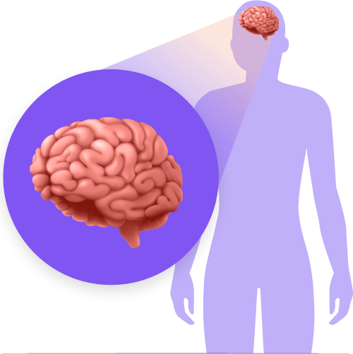 The human brain